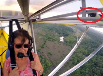 Terror In The Skies. Rookie Pilot Fails Pre-flight Inspection, Discovers Furry Passenger On The Wing Mid-flight.