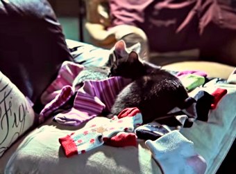 Why Do Cats Lie On Our Clothes? The Truth May Surprise You (In A Nice Way)!