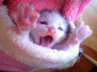 Adorably Cute Pocket Kitten Snuggles & Stretches Inside A Tiny Pink Santa-Suit Pocket