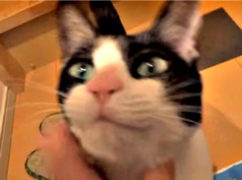 Adorable Cat Greets Her Cat-Mom In A Bizarre, Yet Super-CUTE way!