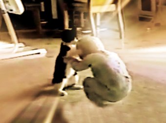 Cat Faces Of Baby In A Hilariously Entertaining Wrestling Match.