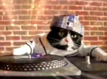 Adorable Cat IS Called DJ Kitty And He Drops Beats & Scratches Like A Boss. WATCH!