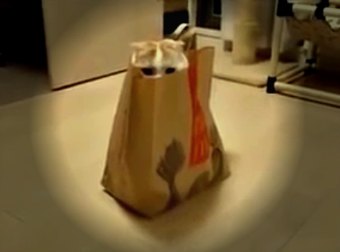 Scottish-Fold Cat Plays Peek-a-boo Hide-n-seek In McDonald's Happy Meal Bag