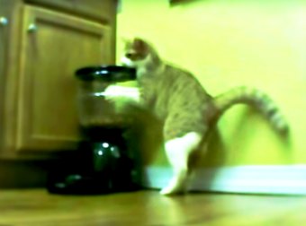 Hungry Cat Attacks His Automatic Pet Feeder In An Attempt To Hack It And Get His Food