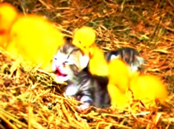 Mama Cat Feeds And Nurtured Newly Hatched Ducklings In Rural Irish Farm