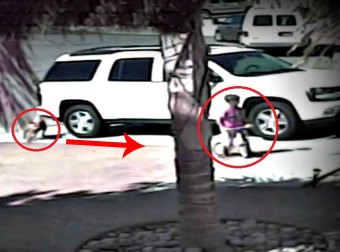 Hero Cat Saves Little Boy In Tricycle From A Vicious Pitbull Dog Attack. Chilling. Child And Cat Safe.