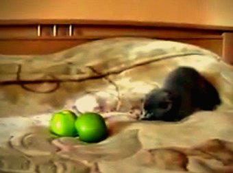 Tiny Grey Kitten Jumps Around On A Bed When He Sees Green Apples