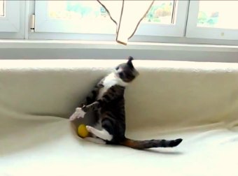 Cat Jumps Up And Down Like The Drunken Master Whenever She Sees Her Favorite Toy