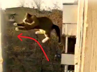 Russian Cat Makes #EPIC Ninja-Cat Style Jump From A High-Rise Window