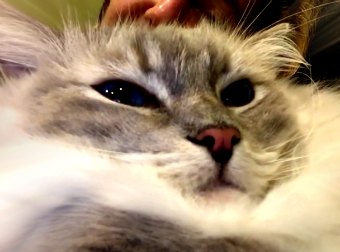 Ridiculously Cute Ragdoll Cat Meows With His Mouth Open.... WAIT FOR IT!