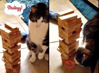 Strong And Smart Cat Plays An Incredible Game Of Jenga. Watch!