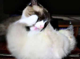 #CatFail - Cat Aggressively Gives Spit-Shine Cleaning To Kitty, Toppling The Poor Kitty Over!