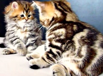 Two Cute Kittens Have A Turf War. Who Wins? WATCH IT!