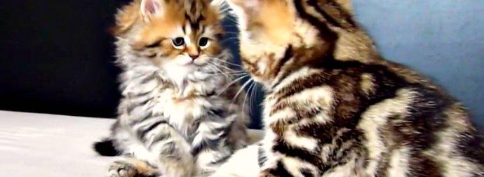 Two Cute Kittens Have A Turf War. Who Wins? WATCH IT!