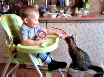 Cute Baby Hand-Feeds Baby Kitten Some Gerber Chicken Baby Food