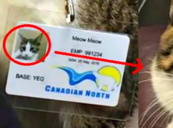 Meow Meow Is Employee #991234 At Canadian North Airlines And Yes, She's A Cat