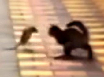 Caught On Tape: Giant Rat Takes On Chinese Cat In #EPIC Battle On The Streets Of Beijing