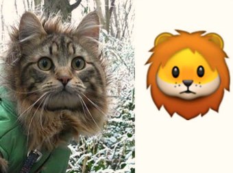 Is Japanese Cat Osamu The Inspiration Behind The Lion Emoji Design?