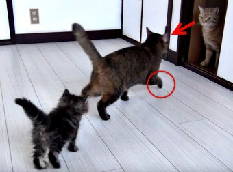 Hiss or Kiss? Watch 10 Cats And Kittens Meet For The Very 1st Time!