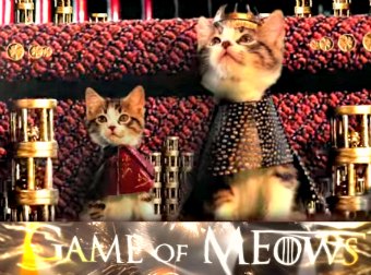 What If Game Of Thrones Was Remade As Game Of Meows? Watch Preview Video