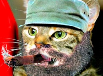 Fidel Catstro? Kitty Counterpart Of Brutal Cuban Dictator Appears On The Internets.