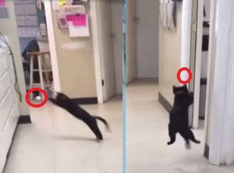 This Black Cat Leaping So High, I am Convinced He's Going For Michael Jordan's Record