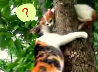 Training Day? Watch Mama Cat Whisper Instructions To Baby Kitten Stranded On Tree Top.