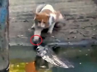 Indian Cat Encounters A Live Alligator In A Pond. What Happens Next Will Send Shivers Down Your Spine.