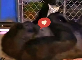 This Video Of A Gorilla Crying Human Tears Over Loss Of A Kitten Will Break Your Heart