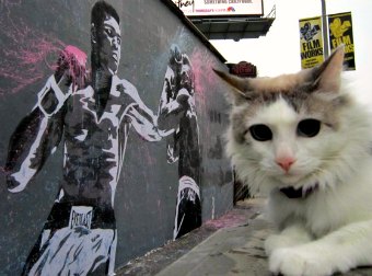 #MeowhammadAli Day? Cats Around The World Relive Their Best Fights To Honor The Greatest