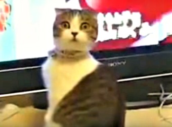 Scottish Fold Kitty Totally Freaks Out While Watching A TV Soap Opera. Must Watch!