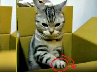 When His Cardboard Ship Was About Sink Into The Trash, This Cat Did What Smart Ship Captains Do.