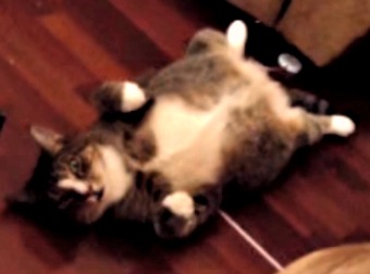 When You See His Bro's Reactions To This Cat Exposing Himself, You'll Be On The Floor Laughing