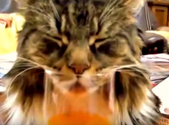 This Calico Cat Looks Like She's Drinking OJ, But What If I Told You She Ain't Even Awake?