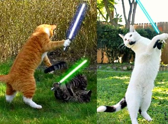 Watch These Jedi Cats Celebrate #MayThe4th StarWars Day