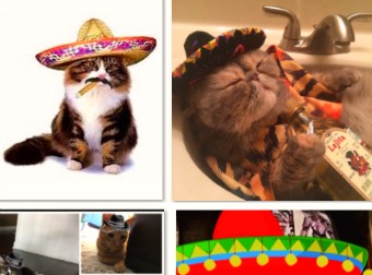 Watch Cats Around the World Celebrate #CincoDeMeow 2016 In Style