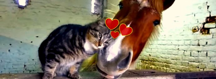 Fluffy French Cat Just Can't Get Enough of Cudding His BFF - A Horse!