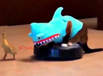 Cat Terrorizes A Baby Duck Riding iRobot Roomba In A Shark Costume