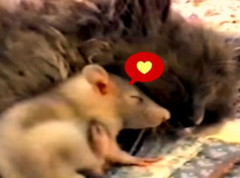 Mouse Snuggles Up With A Cat.... Wait What???