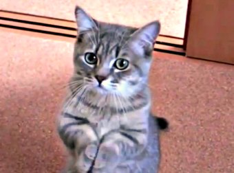 When You See How This Kitten Demands His Breakfast, You'll Want To Make Him A Tuna Sandwich ASAP!