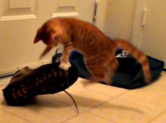 Orange Kitten Does Ninja Style #EPIC Takedowns of Shoes And Sneakers [VIDEO]