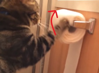 Cat rejects 124-year old patent, settles age-old debate on how toilet paper should sit.