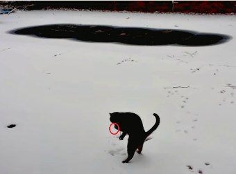 This Cat Went Out Into The Snow For The Very First Time And Her Experience Is Truly Awesome!