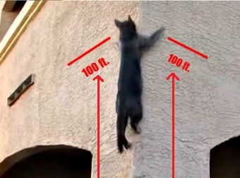 This Black Ninja Cat scales Vertical Walls in under 10 Seconds Flat. Don't believe me? Watch!